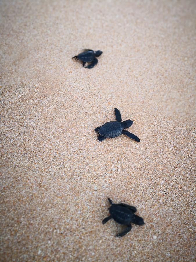 Lanka Eco Village Unawatuna Kültér fotó
